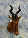 HARTEBEEST SH MT