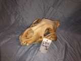 AFRICAN LION SKULL (TX RES ONLY)