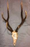 RUSA DEER SKULL