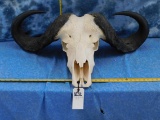 LG CAPE BUFFALO SKULL 38ISH INCH SPREAD