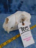 LEOPARD SKULL (TX RES ONLY)
