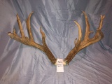 LG WHITETAIL REPRODUCTION