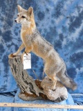 FB GREY FOX