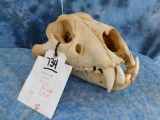 AFRICAN LION SKULL (TX RES ONLY)