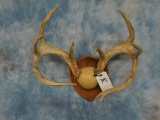 LONG TINED WHITETAIL DEER ANTLERS ON OAK SHIELD 8x13