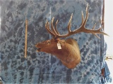 ELK MT W/REMOVABLE HORNS