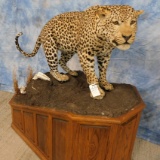 FB LEOPARD MT (TX RES ONLY)