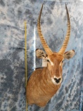 WATERBUCK SH MT, NEW