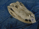 ALLIGATOR SKULL