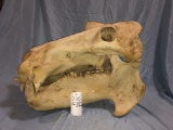 HIPPO SKULL W/ REAL TEETH