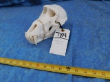 BABOON SKULL