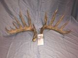 14PT WHITETAIL SHEDS