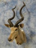 KUDU MT