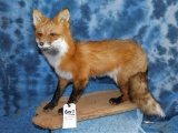 FB STANDING RED FOX