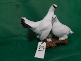 2 PTARMIGAN BIRDS (ONE$)