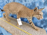 FB STANDING BOBCAT