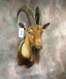 IBEX