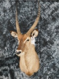 WATERBUCK