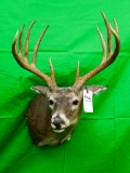 10 PT XWIDE SPREAD WHITETAIL