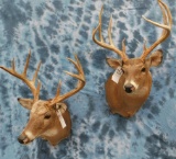 2 WHITETAIL DEER (2X$)