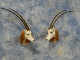 SCIMITAR HORNED ORYX (TX RES ONLY), ONLY SELLING 870C; 870D IS NEXT, RIGHT HALF OF MATCHED PAIR (FAC