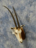 SCIMITAR HORNED ORYX (TX RES ONLY), ONLY SELLING 870D; 870C JUST SOLD, LEFT HALF OF MATCHED PAIR (FA