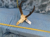 PRONGHORN SKULL