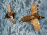 2 FLYING PHEASANTS (2X$)