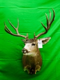 10 PT MULE DEER