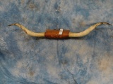 MOUNTED LONGHORN HORNS ON TOOLED LEATHER 79