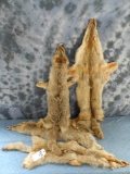 4 COYOTE HIDES (4X$)