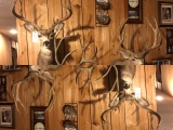 3 MULE DEER SH MT (3X$)