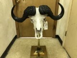 VERY NICE AFRICAN CAPE BUFFALO SKULL PED MT