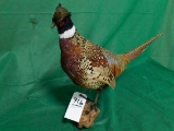 PHEASANT MT