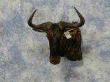 BLUE WILDEBEEST