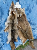 2 COYOTE HIDES (2X$)