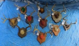 10 ANTLERS ON PLAQUES (10X$)