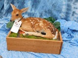 FB BABY DOE DEER