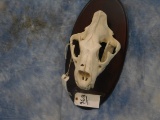 LION SKULL ON PLAQUE (TX RES ONLY)