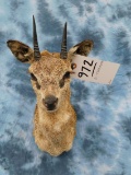 KLIPSPRINGER