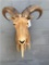 VERY NICE AOUDAD SH MT