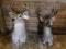 2 WHITETAIL SH MTS (2x$)