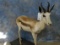 FB DAMA GAZELLE -SUPER RARE (TXRESONLY)