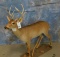 FB WHITETAIL