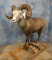 FB ROCKY MOUNTAIN SHEEP