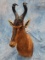 RED HARTEBEEST