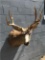 VERY NICE 6x5 11PT MULE DEER SH MT