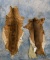 2 WHITETAIL HIDES (2x$)