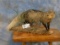 WHITE TAILED MONGOOSE