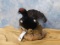 BLACK GROUSE